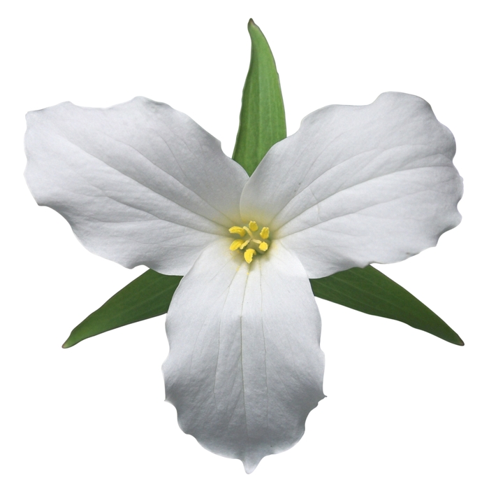 Official Flower Of Ontario Canada | Best Flower Site